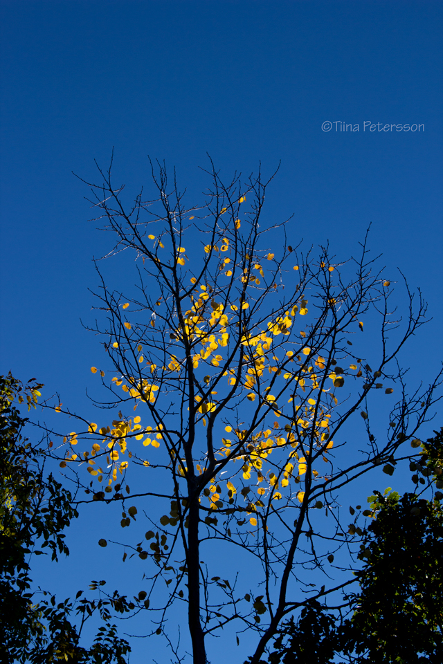 Bilden föreställer ett träd som lyser gyllende mot en blå himmel i morgonljuset. Det är höst och et är inte många löv kvar i trädet.
