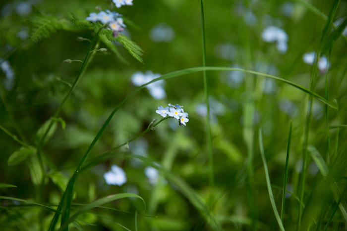 blommor_-3